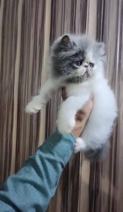 Persian Cat Kitten Peke Face Triple Coated For Families