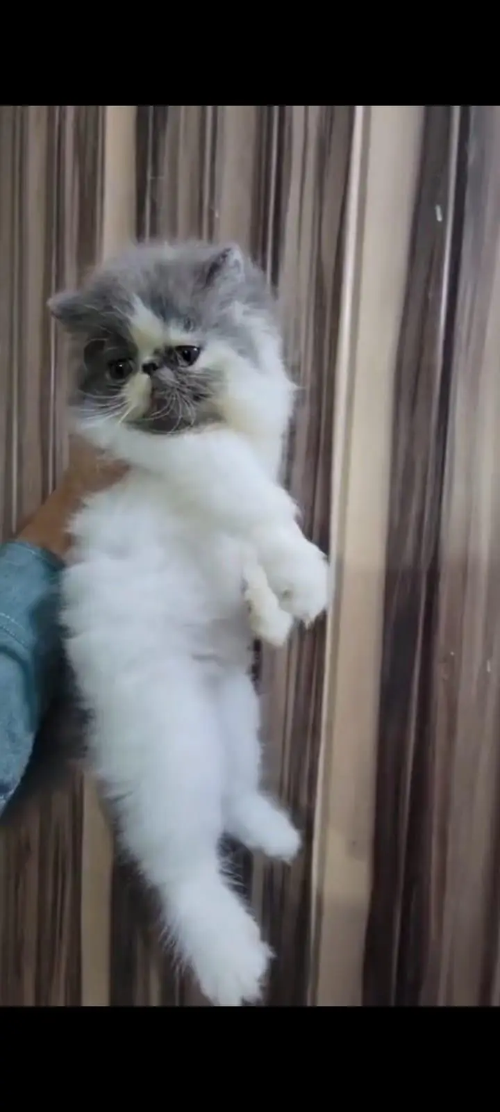 Persian Cat Kitten Peke Face Triple Coated For Families — photo 2