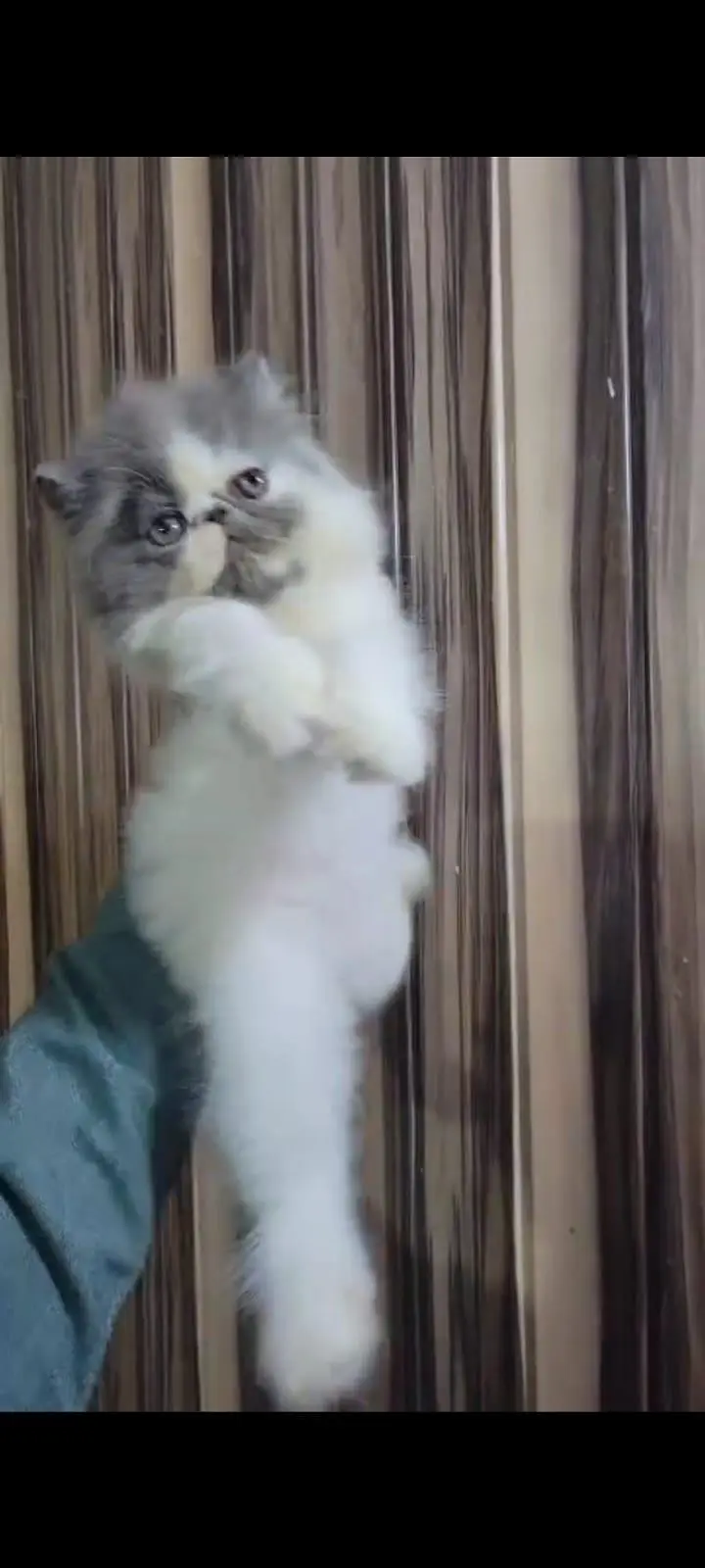 Persian Cat Kitten Peke Face Triple Coated For Families — photo 3