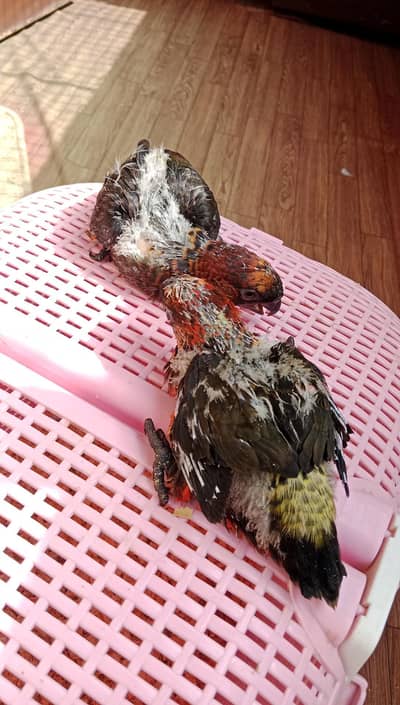 Dusky Lorry Chicks Available
