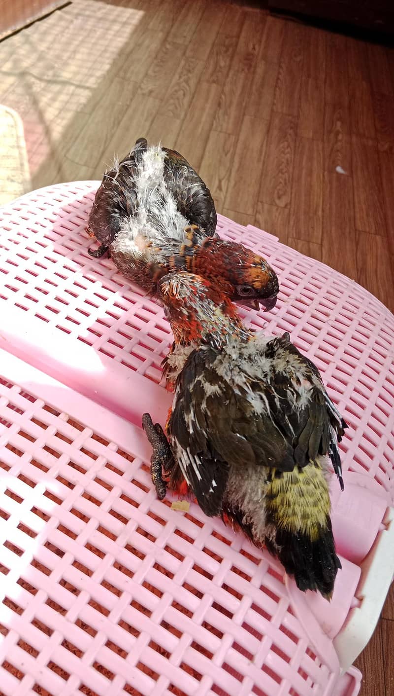 Dusky Lorry Chicks Available 0