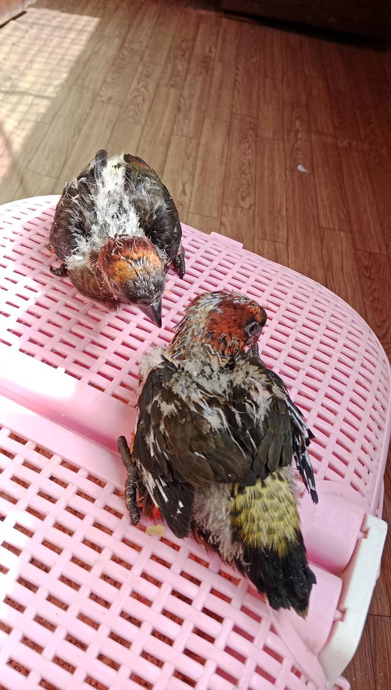 Dusky Lorry Chicks Available 1