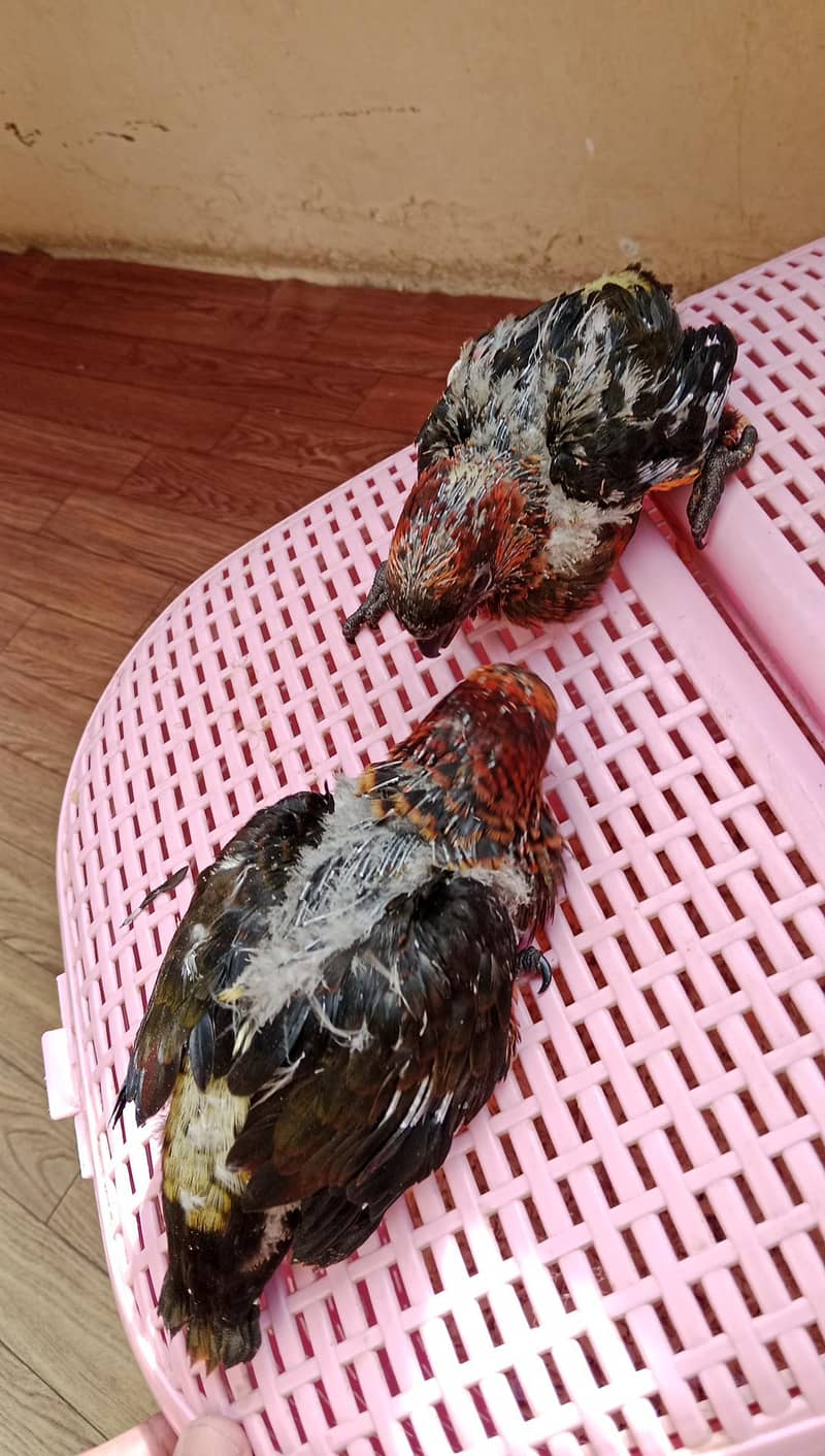 Dusky Lorry Chicks Available 2