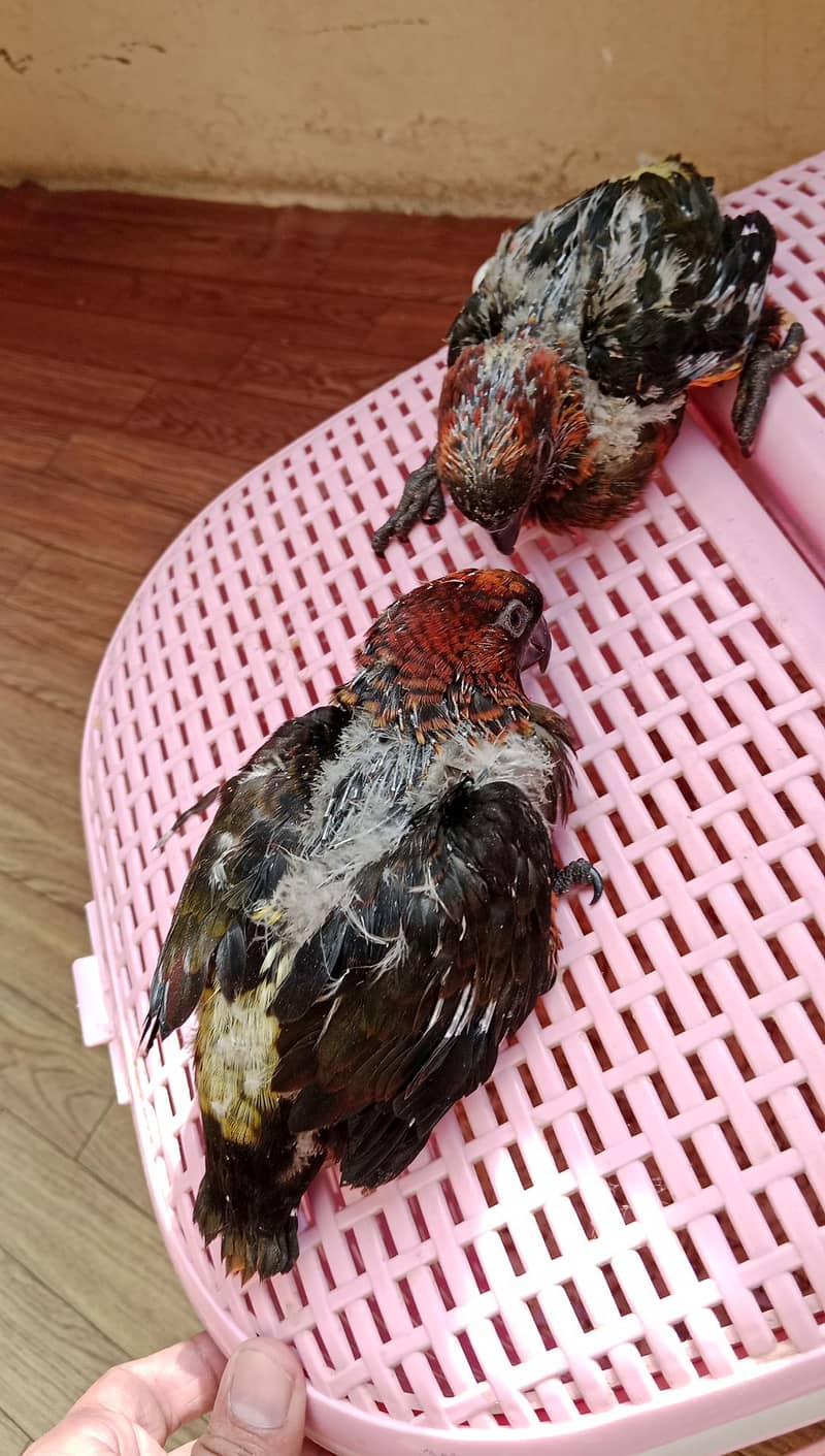 Dusky Lorry Chicks Available 3