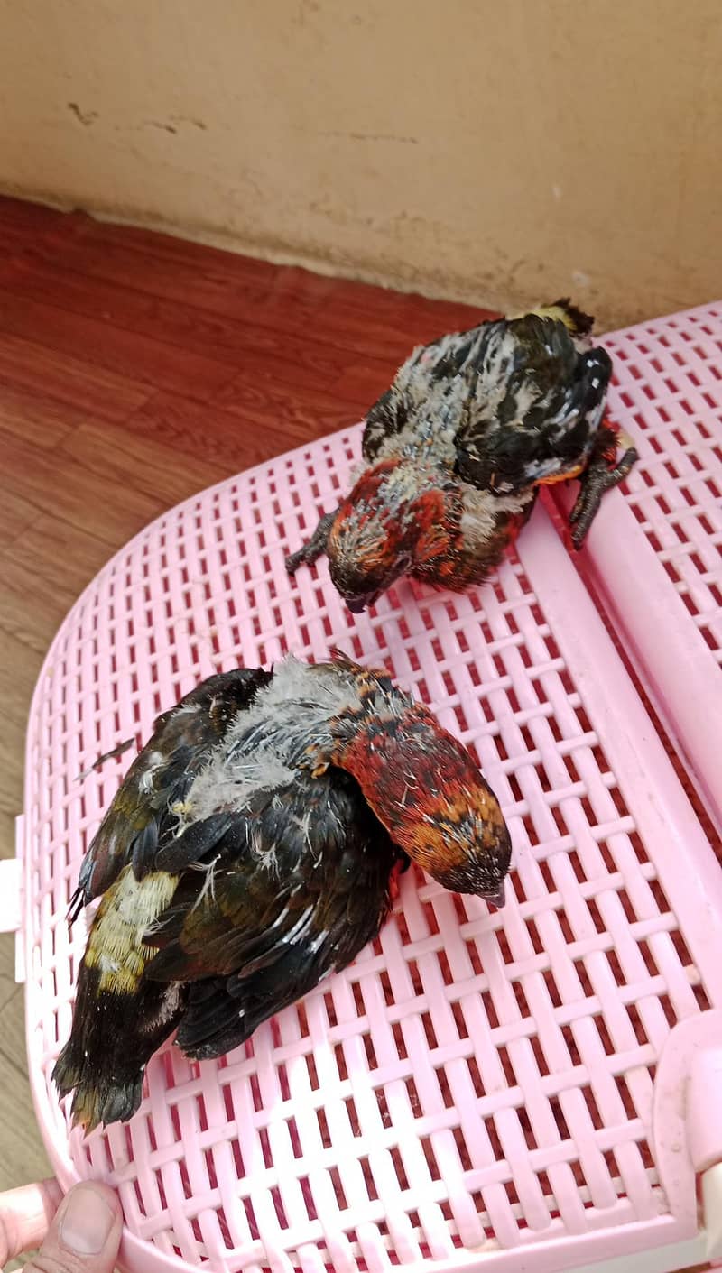 Dusky Lorry Chicks Available 4