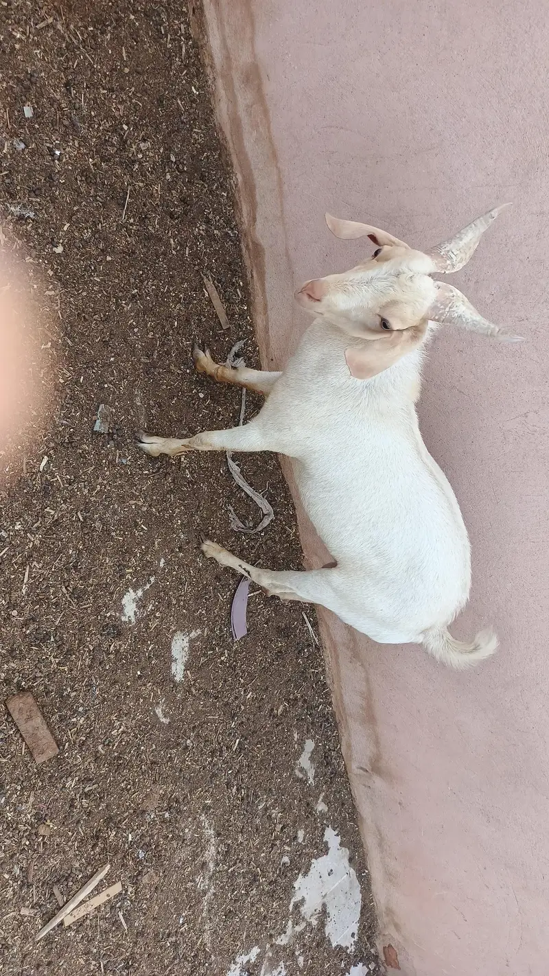 sindhi tapra age 9 month — photo 2