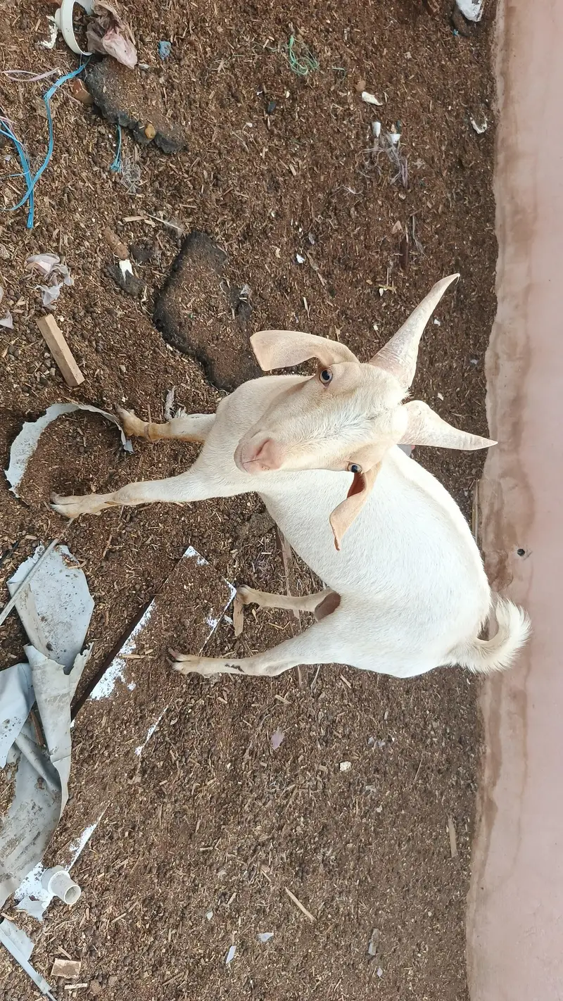 sindhi tapra age 9 month — photo 3