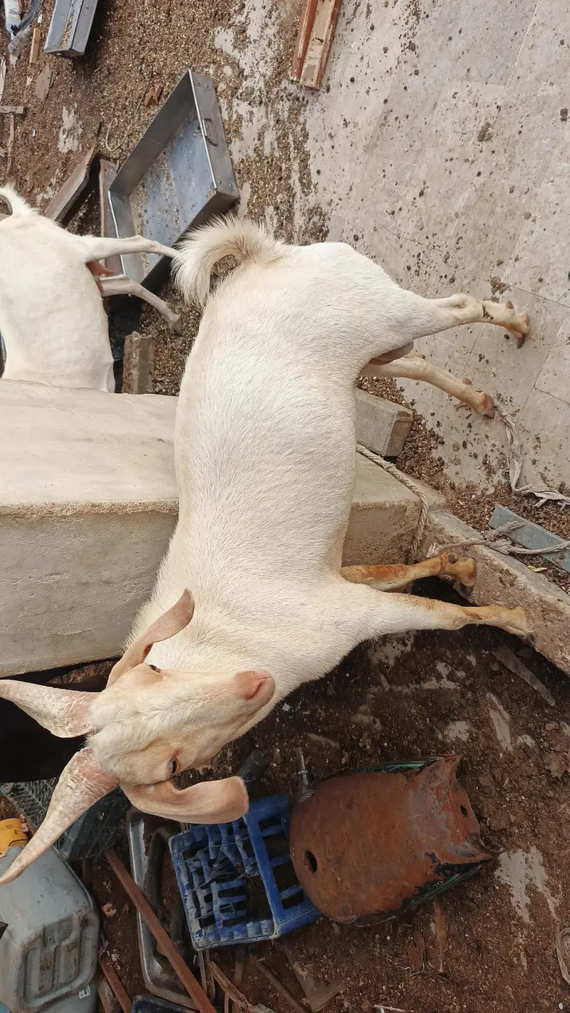 sindhi tapra age 9 month — photo 4