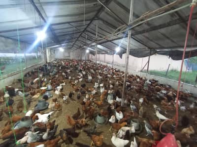 Golden Misri Chicken 2 Months Pair | Male & Female | Healthy & Active