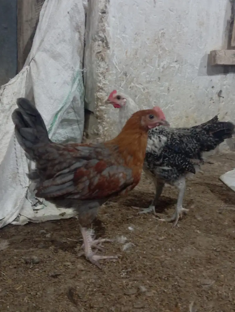 Golden Misri Chicken Pair | Male & Female | Healthy & vaccinated — photo 2