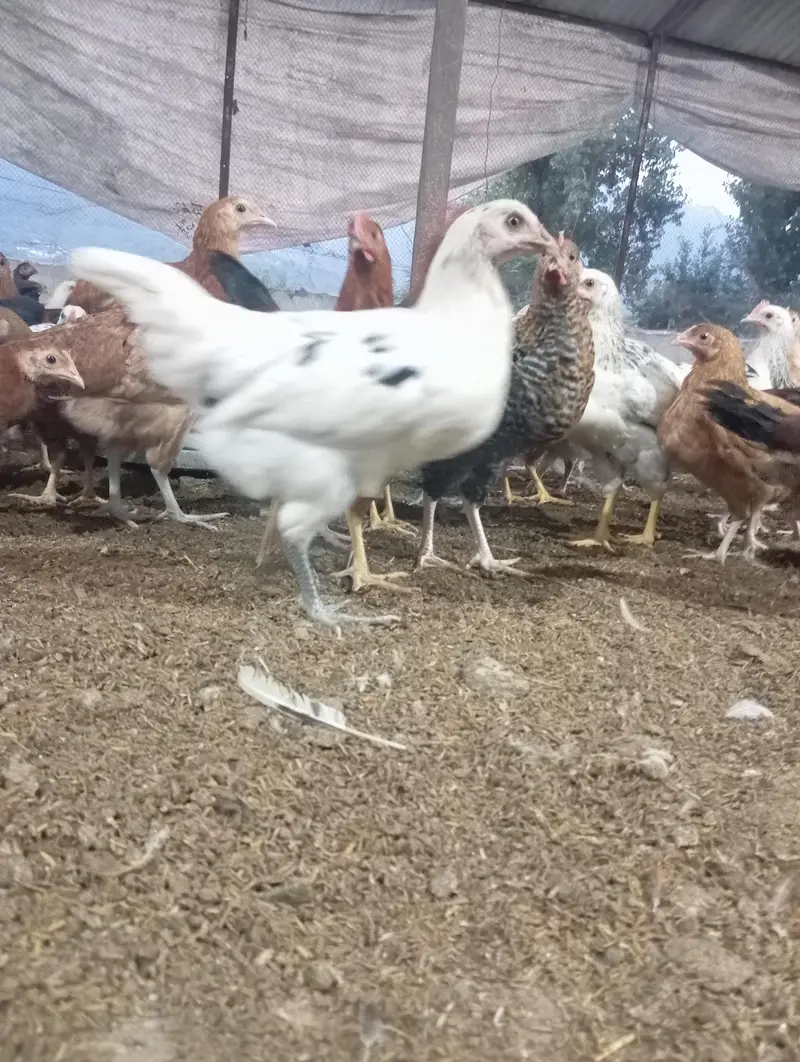 Golden Misri Chicken Pair | Male & Female | Healthy & vaccinated — photo 3