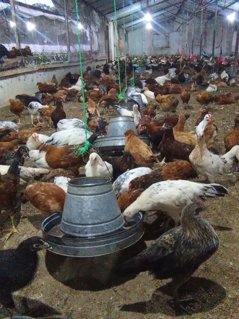 Golden Misri Chicken Pair | Male & Female | Healthy & vaccinated — photo 4