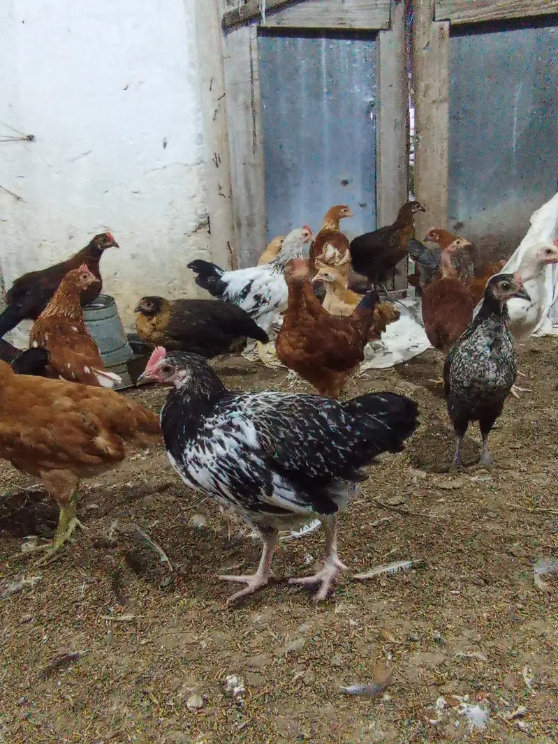 Golden Misri Chicken Pair | Male & Female | Healthy & vaccinated — photo 5