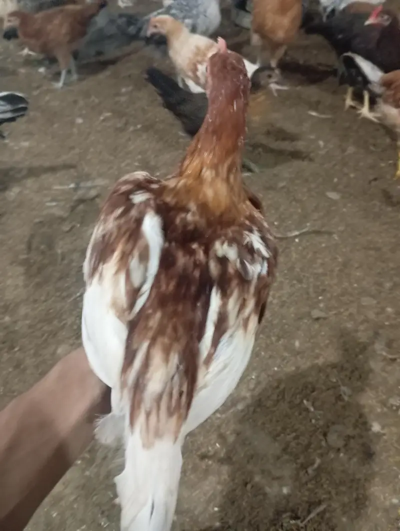 Golden Misri Chicken Pair | Male & Female | Healthy & vaccinated — photo 6
