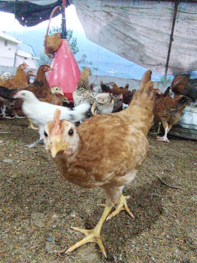 Golden Misri Chicken Pair | Male & Female | Healthy & vaccinated — photo 7