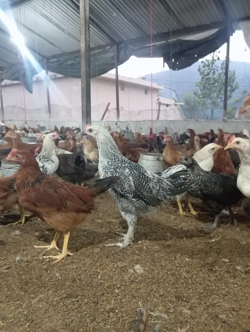 Golden Misri Chicken Pair | Male & Female | Healthy & vaccinated — photo 8