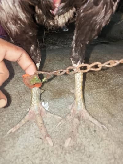 fiter aseel  pakistani vilayati