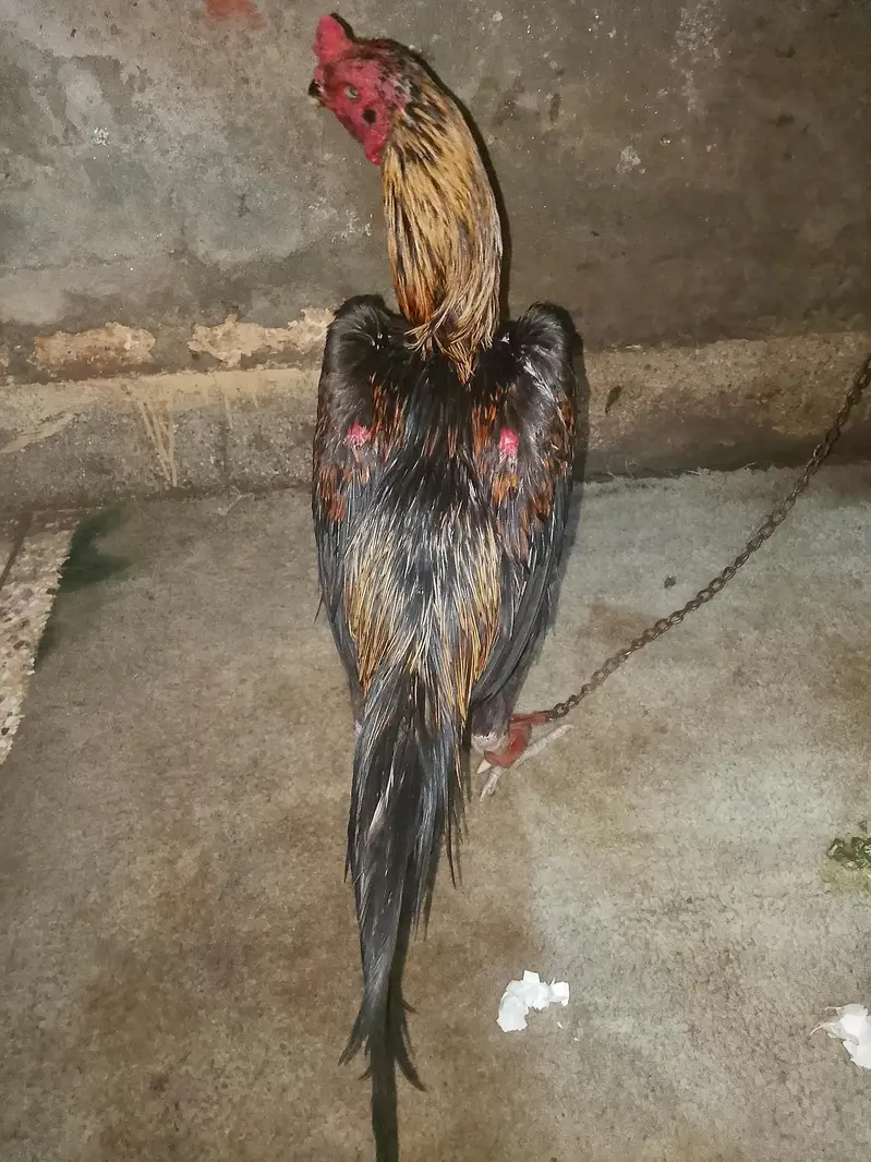 Aseel Male Murgha For Sale in Lahore — photo 2