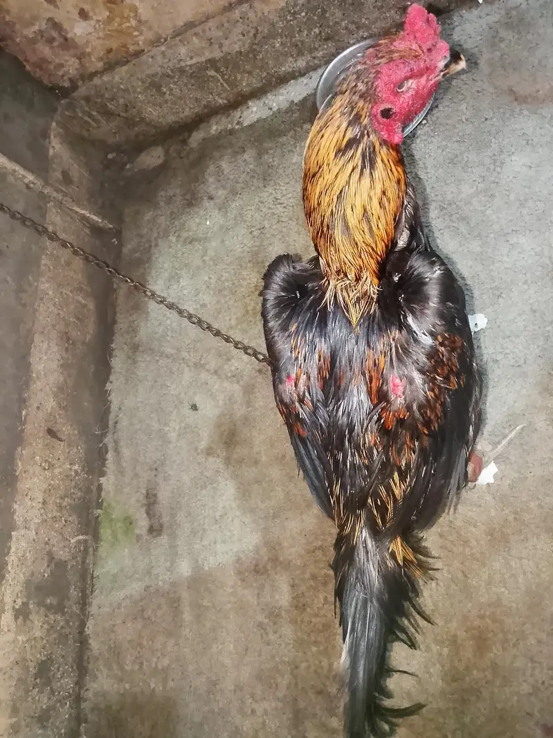 Aseel Male Murgha For Sale in Lahore — photo 3