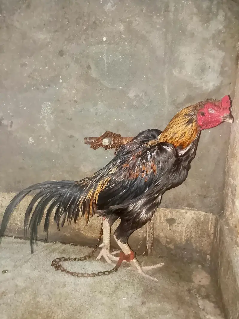 Aseel Male Murgha For Sale in Lahore — photo 4