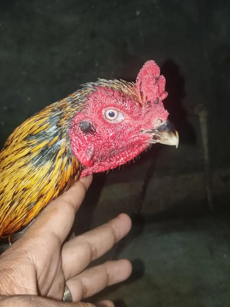 Aseel Male Murgha For Sale in Lahore — photo 5