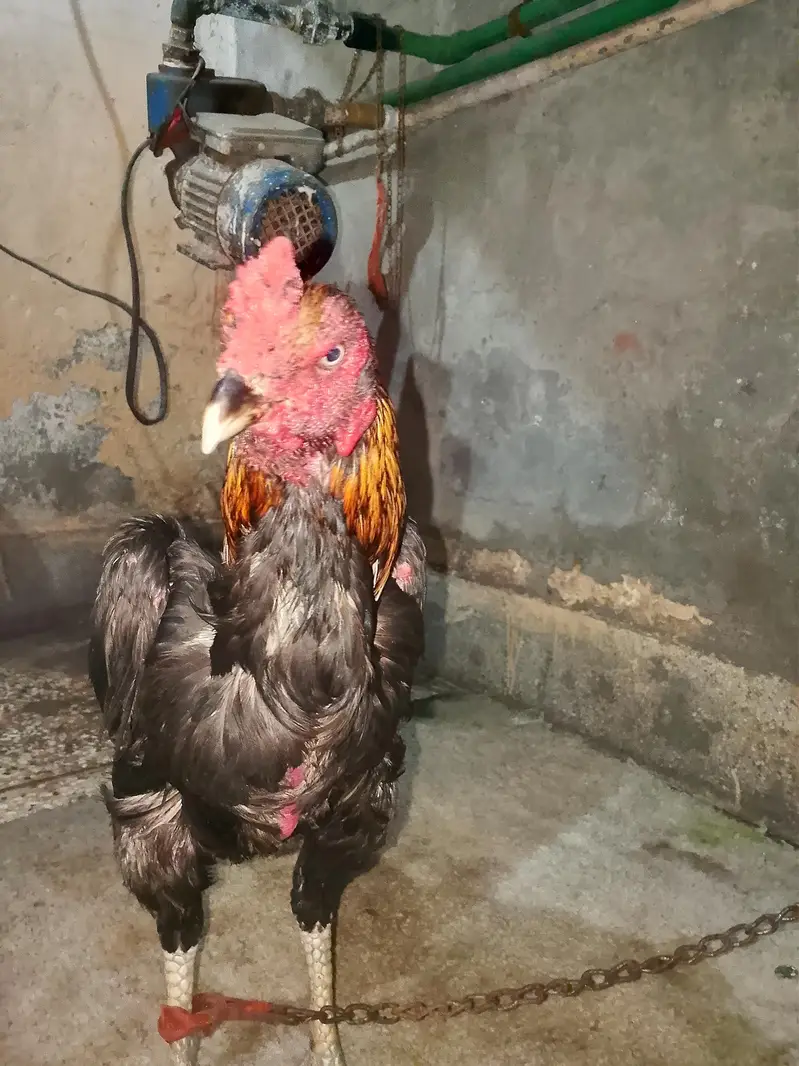 Aseel Male Murgha For Sale in Lahore — photo 6