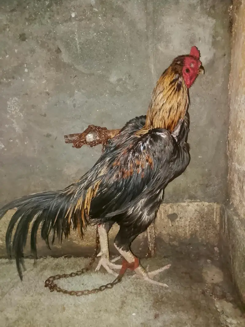Aseel Male Murgha For Sale in Lahore — photo 7