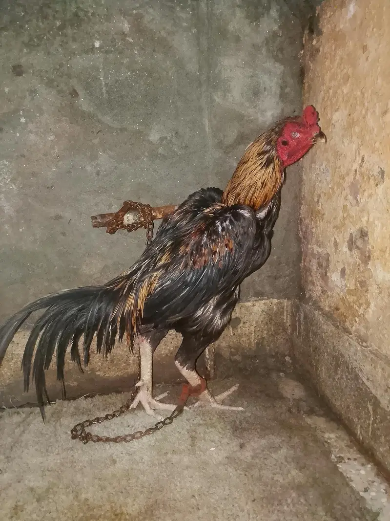 Aseel Male Murgha For Sale in Lahore — photo 8