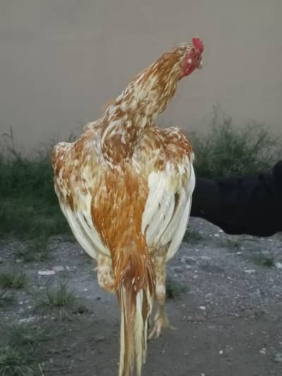 Aseel murga for sell