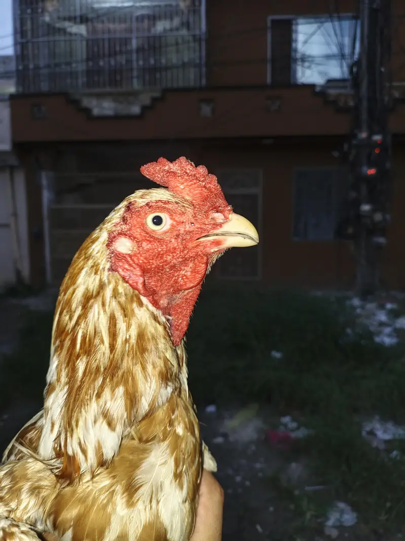 Aseel murga for sell — photo 2