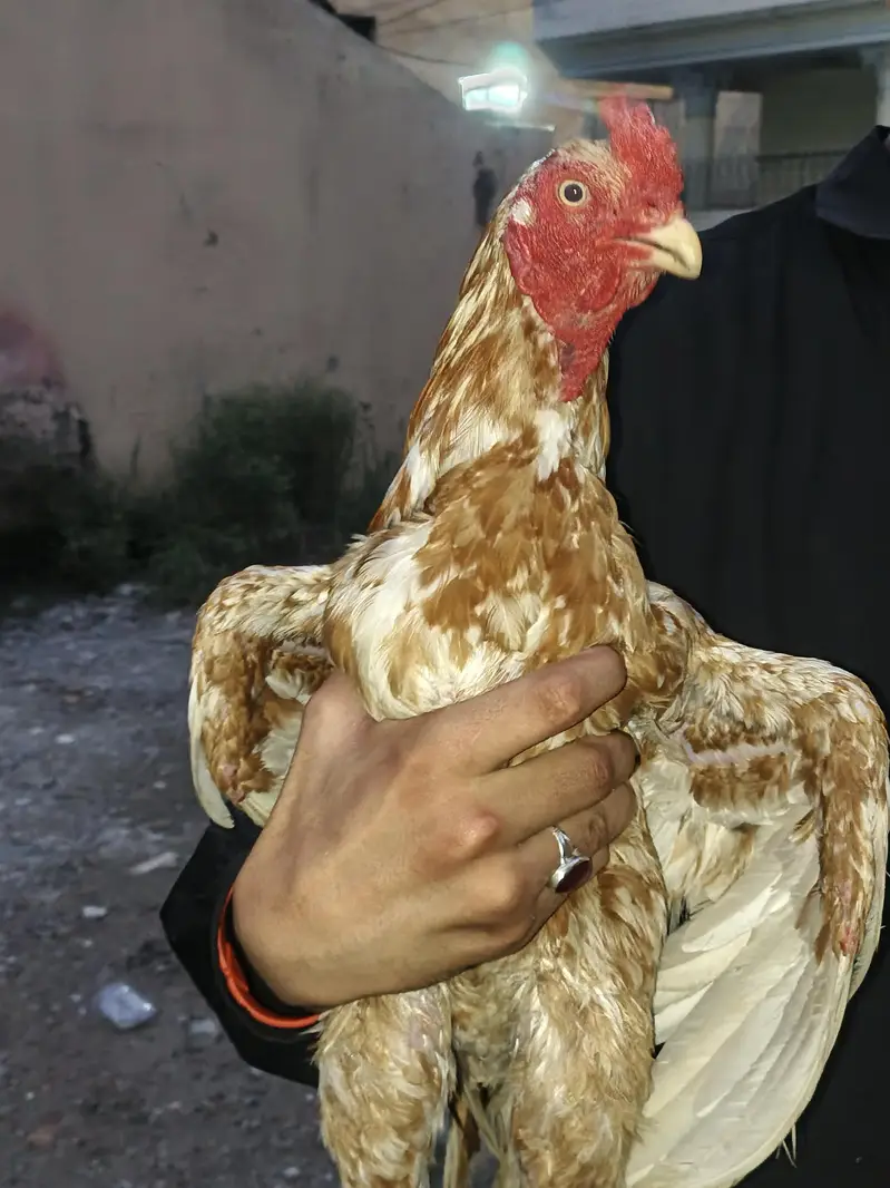 Aseel murga for sell — photo 3