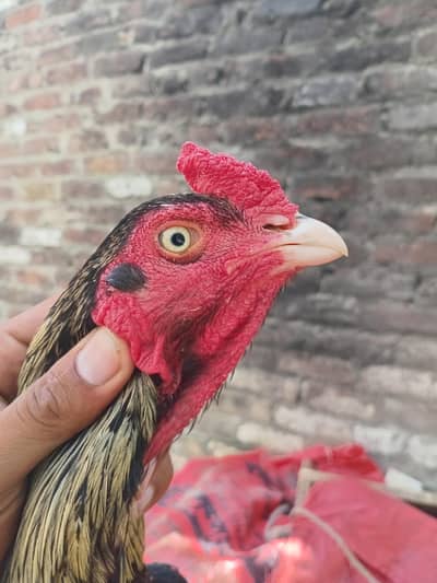 aseel java Male breeder available