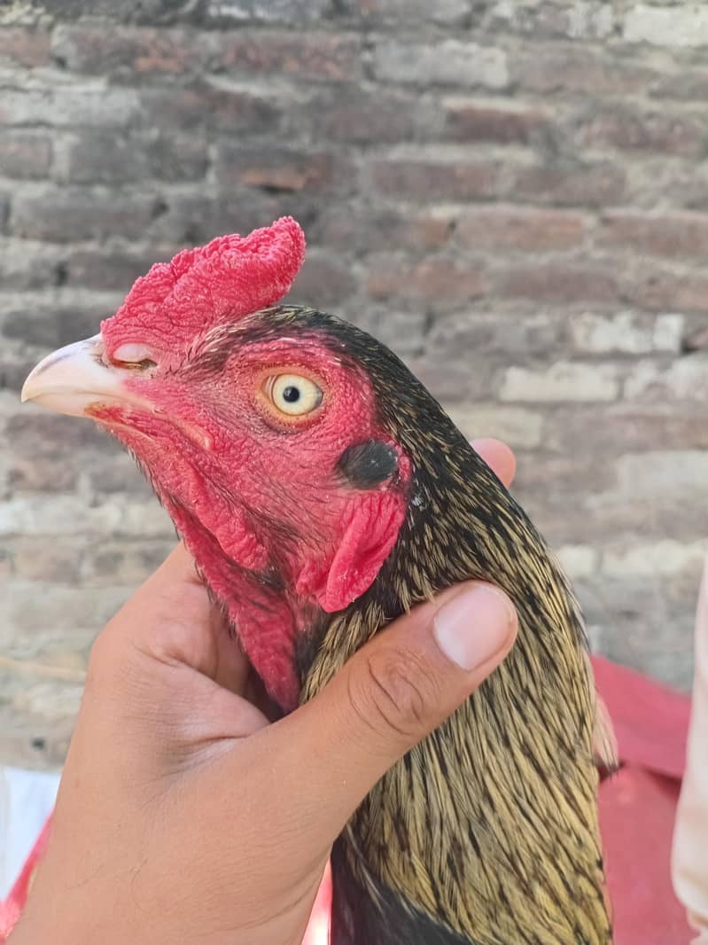 aseel java Male breeder available 1