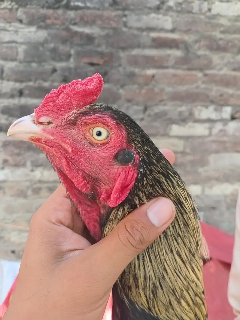 aseel java Male breeder available — photo 2