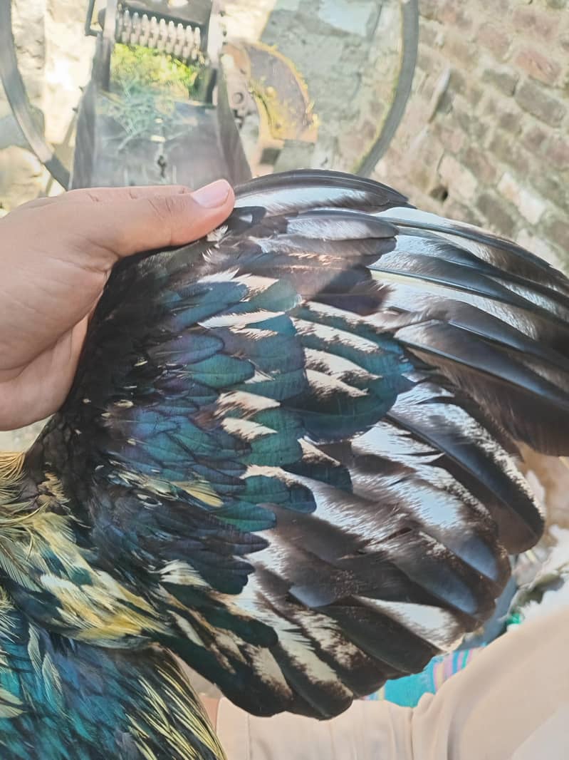 aseel java Male breeder available 3