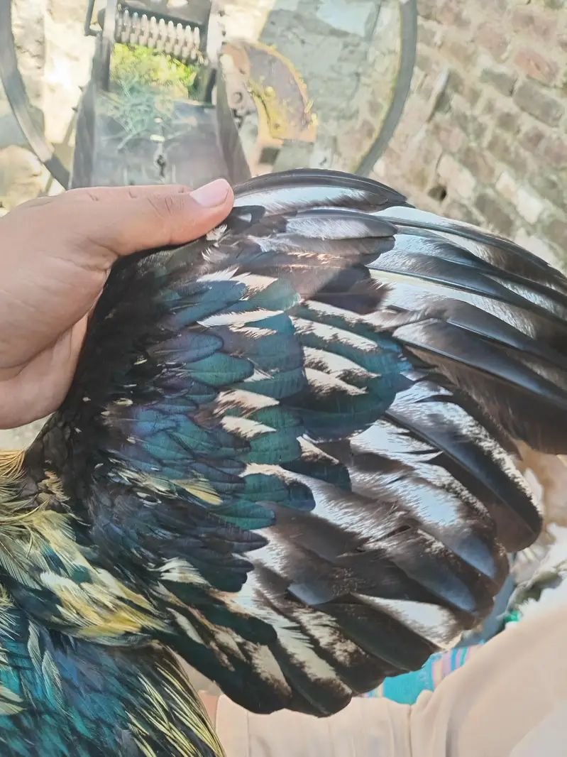 aseel java Male breeder available — photo 4