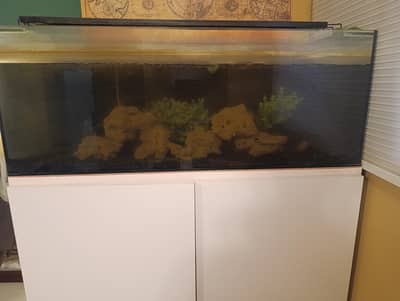 Fish Aquarium