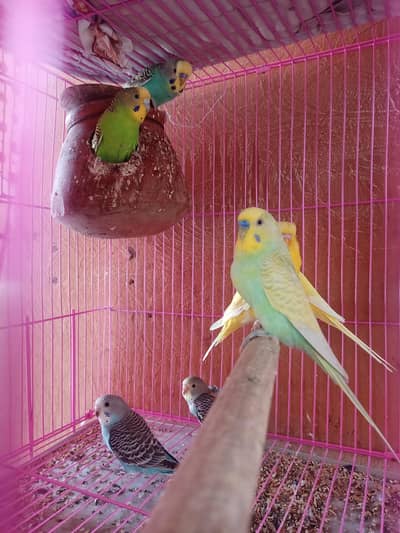 Have Australian parrot / budgies