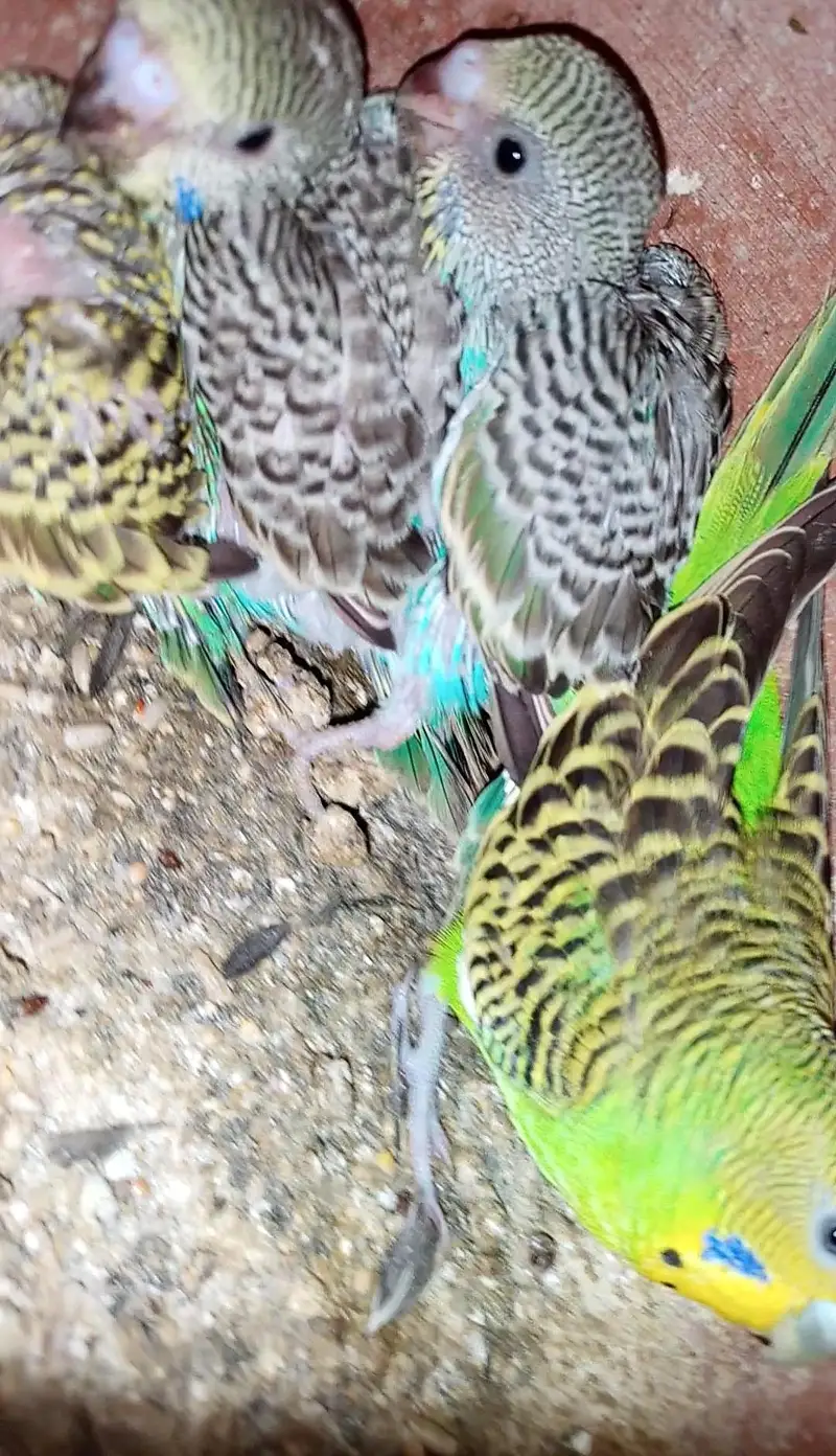 Have Australian parrot / budgies — photo 2