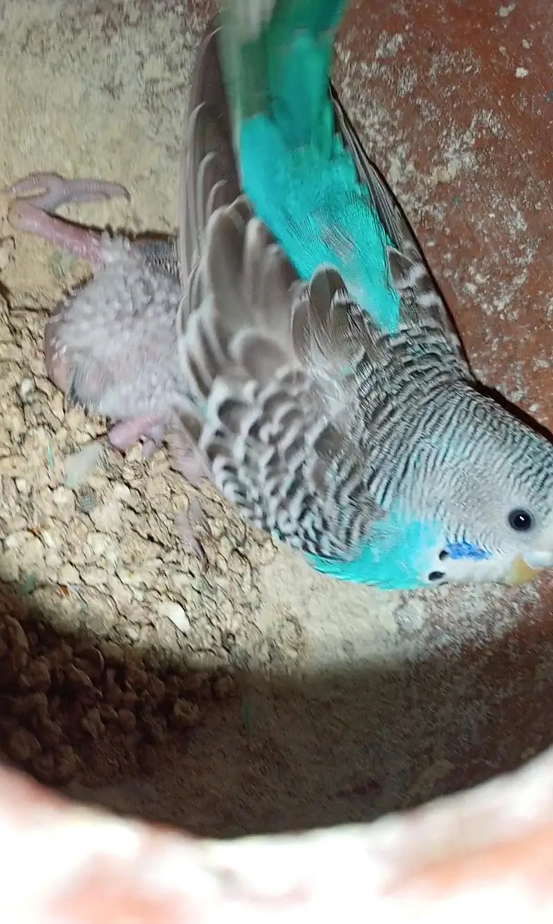 Have Australian parrot / budgies — photo 4
