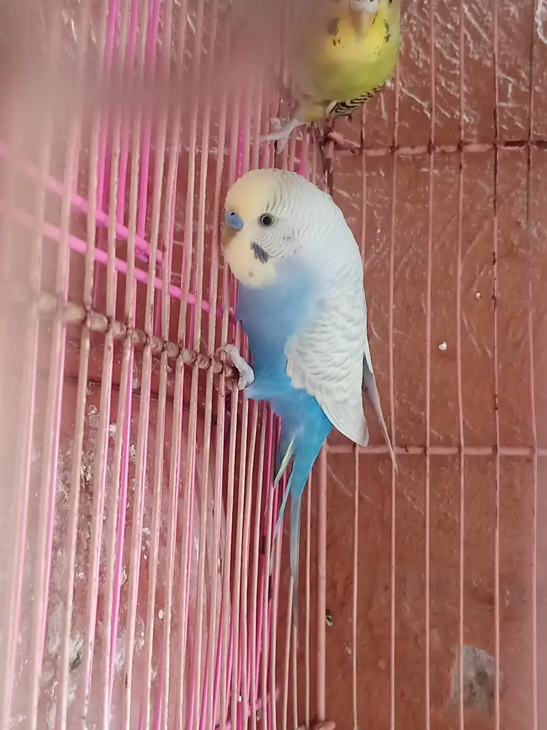 Have Australian parrot / budgies — photo 5
