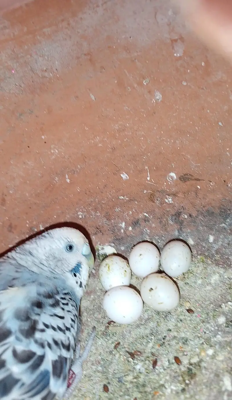 Have Australian parrot / budgies — photo 6