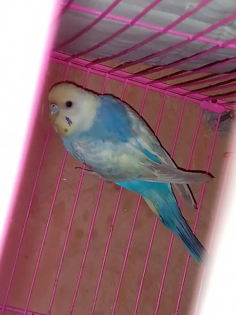 Have Australian parrot / budgies — photo 7