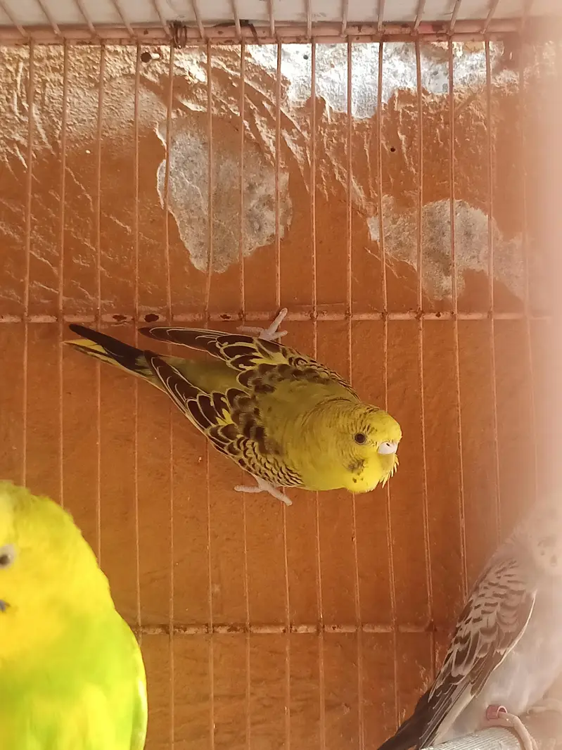 Have Australian parrot / budgies — photo 10