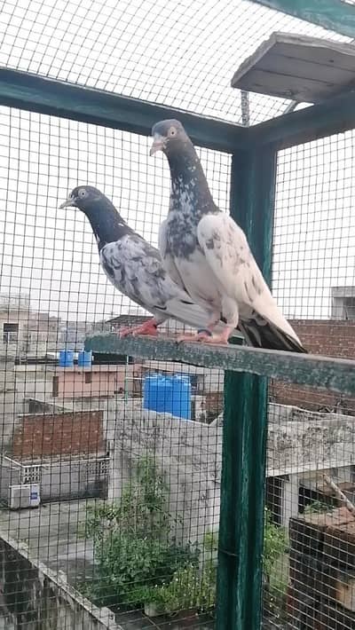 tady pair mahroun wala