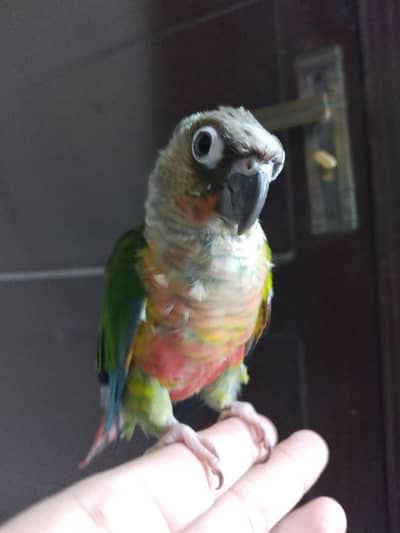 hand tammed red factor conure parrot