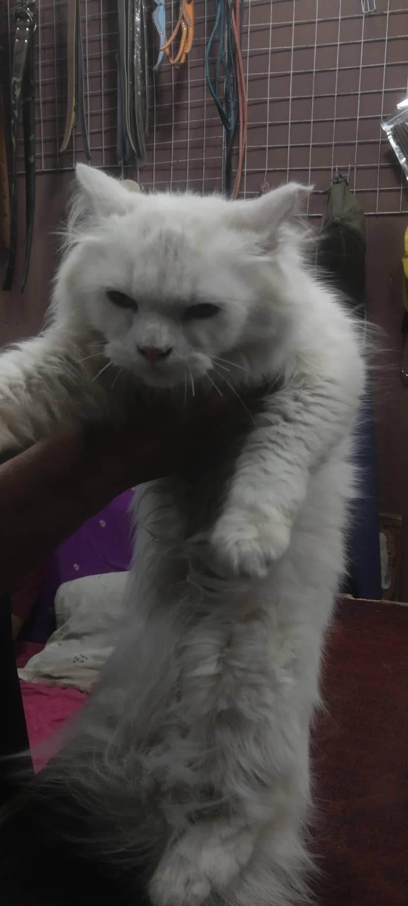 leeoo 1