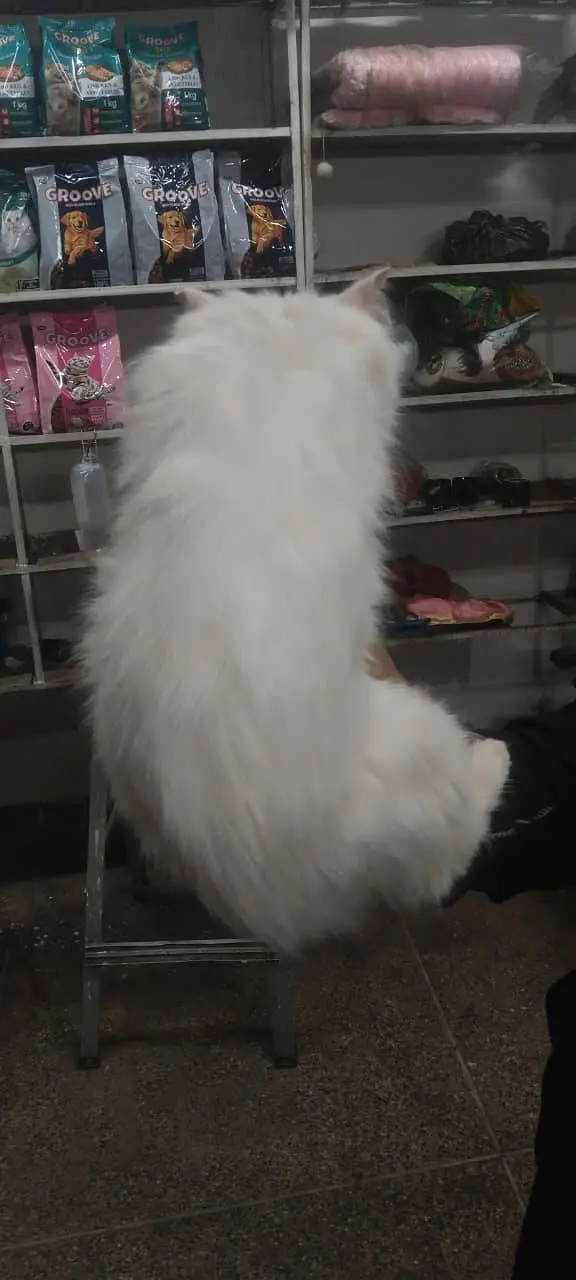 leeoo — photo 3