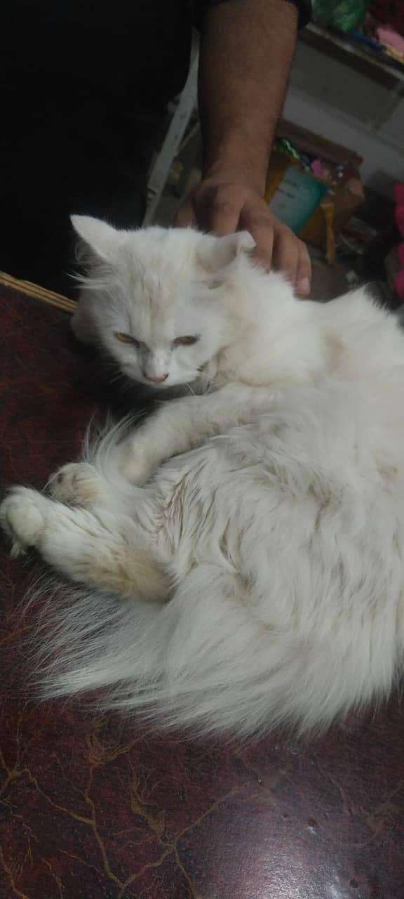 leeoo 3