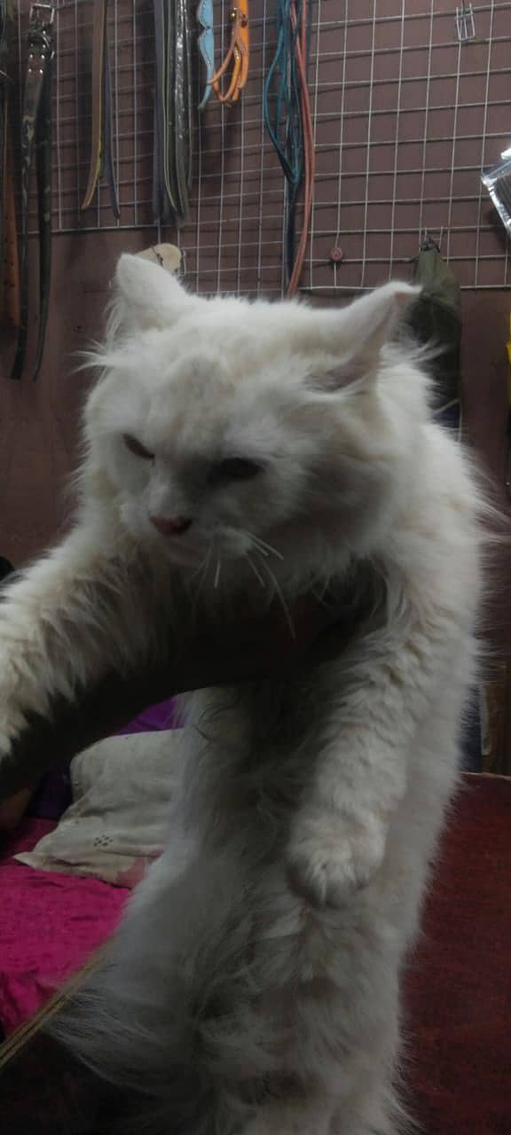 leeoo 4
